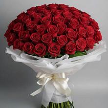 101 Красная роза Блэк Мэджик в Житнево Букет 101 Красная роза Блэк Мэджик в Житнево