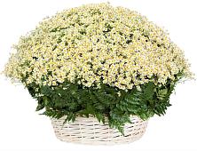 Цветочная композиция из Ромашки в корзине #REPLACE_PRED# Житнево
